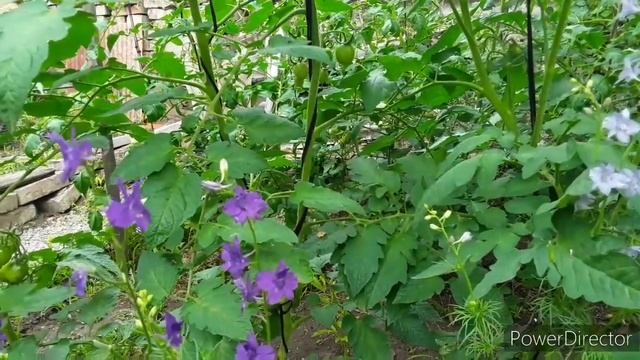 Внекорневую подкормка кальциевой селитрой томатов.