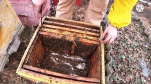 Осмотр пчел ранней весной! Меда нет... Даем дополнительно рамки с медом на весеннее развитие!