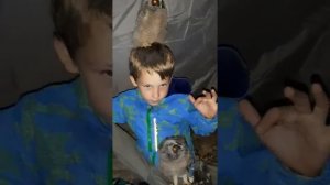 ??? В МИРЕ ЖИВОТНЫХ. СОВЫ. ГДЕ ЖИВУТ СОВЫ. МАСТЕР КЛАСС КАК ПОЙМАТЬ СОВУ.