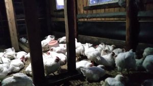 Почему бройлер не растёт? Рассуждения по просьбе потписчика, обзор!