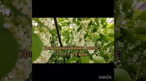 Цветущий май