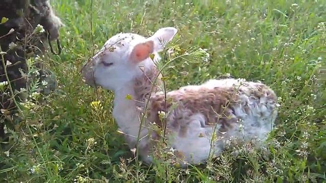 Милые овцы. / Cute sheep? смотреть онлайн