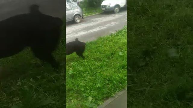 VID-20240728-WA0020.mp4 смотреть онлайн