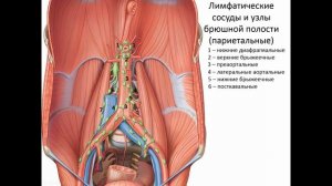 Лимфатические узлы брюшной полости и таза