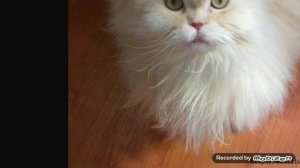 Персидская кошка #1