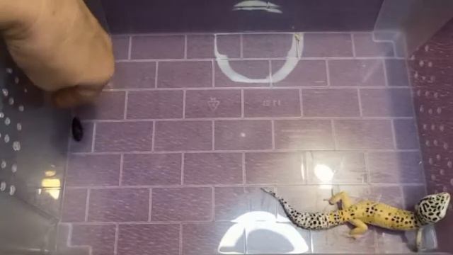 Приручаю эублефара Горошка и кормлю тараканами. смотреть онлайн