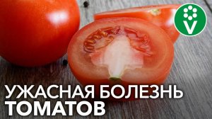 Почему у томатов белая мякоть? Столбур: описание болезни и способы лечения