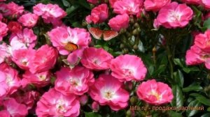 Роза миниатюрная Дегенхарт (rose miniature degenhard) ? обзор: как сажать, саженцы розы Дегенхарт