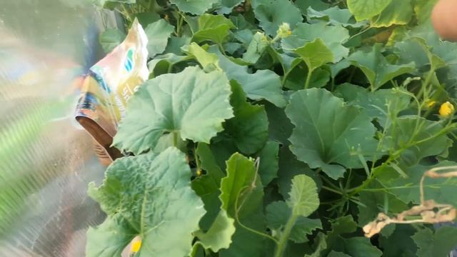 Начало июля на даче в Подмосковье. Гусеницы атакуют капусту. Поливаем огород тухлярочкой. Часть 1 смотреть онлайн