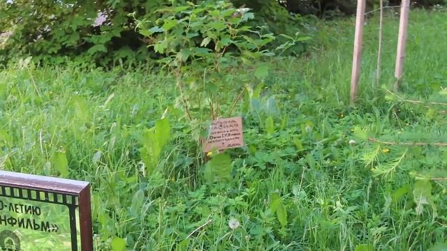 КАМЕННООСТРОВСКИЙ ПРОСПЕКТ САНКТ-ПЕТЕРБУРГА (ЧАСТЬ 1)