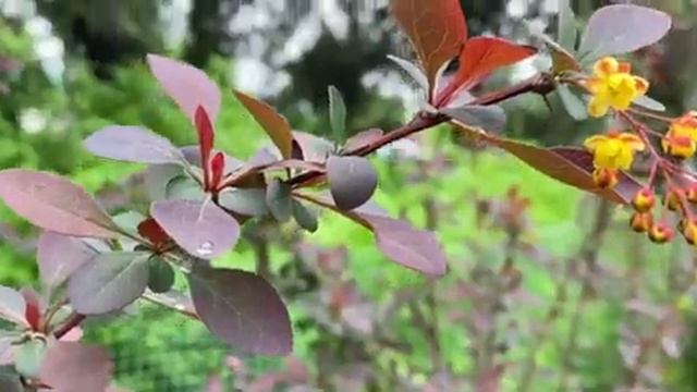 ЯБЛОНИ В ЦВЕТУ. Алевтина Бердникова. смотреть онлайн