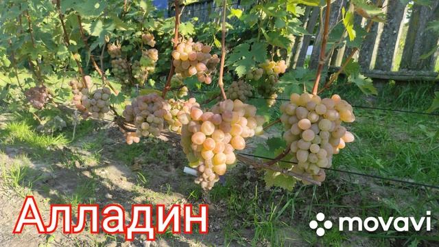Виноград Алладин смотреть онлайн