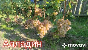 Виноград Алладин