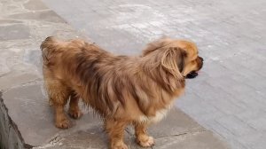 Тибетский спаниель дежурит на стене