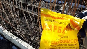 Мочевина под малину в марте , апреле 2020 г.
