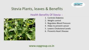 Stevia Plants, Stevia Cultivation in India - sspgroup