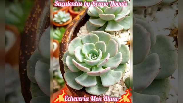 🌸🌸Echeveria Mont Blanc🌸🌸 смотреть онлайн