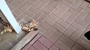 Немецкая овчарка Зигрид и Бенгальская кошка Мышка