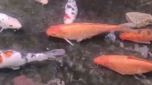 Goldfish, золотые КАРПЫ рыбки,АКВАРИУМ,рыбы аквариум карпы