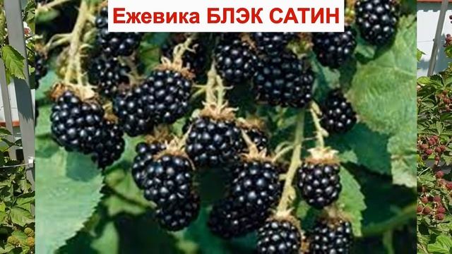 ЕЖЕВИКА БЛЭК САТИН - сорт БЕЗ ШИПОВ. МОРОЗОСТОЙКИЙ. СРЕДНЯЯ ягода ОПИСАНИЕ СОРТА, без колючек ОТЗЫВ