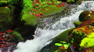 Расслабляющий Зеленый Лесной Ручей. Успокаивающие звуки природы.(15 минут). Белый шум