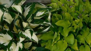 Поговорим о хостах.часть первая.