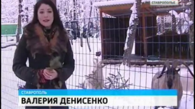 В Ставрополе новогоднюю елку можно бесплатно обменять на пал