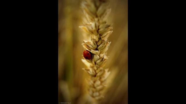 Sony Alpha 390 смотреть онлайн