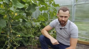 ПАРТЕНОКАРПИЧЕСКИЙ ОГУРЕЦ БИНГО F1