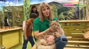 Мейн-кун #4| Советы от ветеринара | "Ручной Zоопарк"