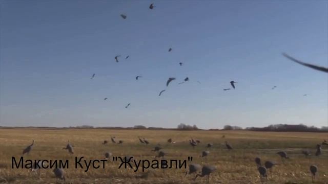 ЖУРАВЛИ - Максим Куст смотреть онлайн