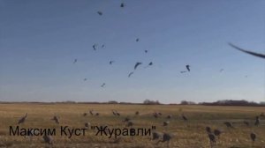 ЖУРАВЛИ - Максим Куст