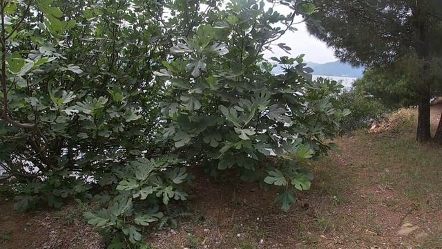 Прогулка по окрестностям Мармариса (Мугла) Турция Часть 3 смотреть онлайн