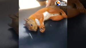 Спасли белку от смерти !?