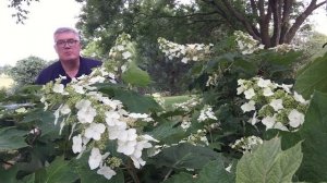 Hydrangea quercifolia