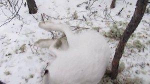 Проверка петель на зайца.За 4 дня 4 зайца.