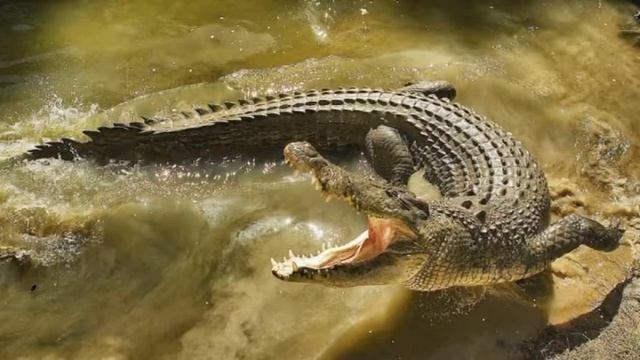 ТОП 10 Самых опасных морских существ
