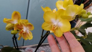 05.06 22г.Орхидея AREZZO пилорик  моя новинка!