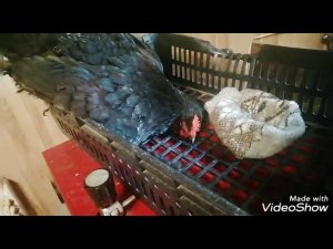 Курица не держит голову. Ньюкасла?