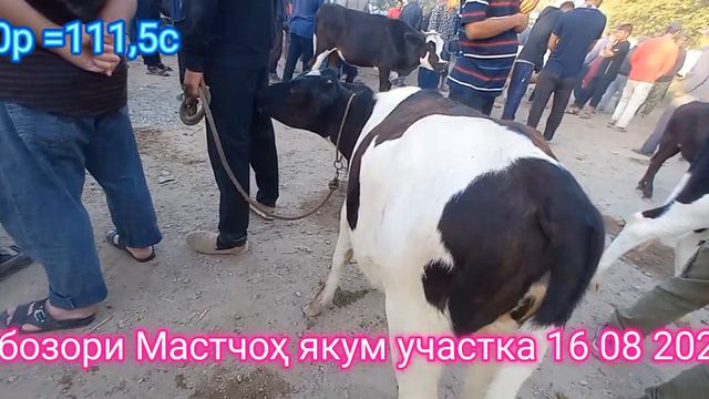 Молбозори Мастчоҳ якум участка 16 08 2023с