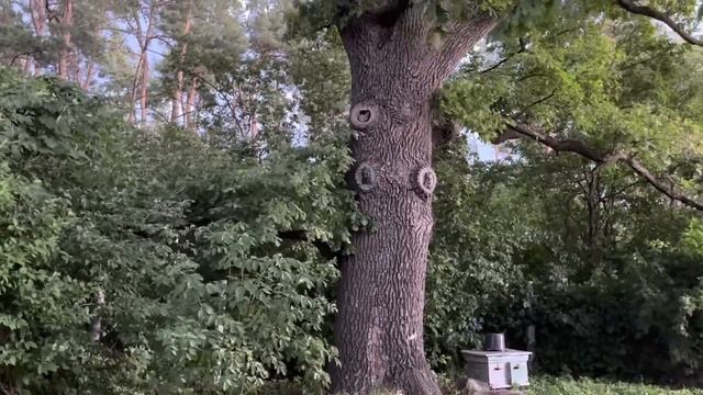 МОРДОВНИК-МЕДОНОС. смотреть онлайн