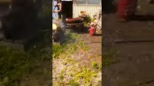 Использование мойки высокого давления Керхер при забое свиней
