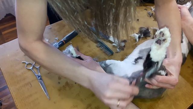 Канал "Я - Грумер". Модельная стрижка кошки (кота) с сапожками. Часть 3. Haircut of cat.