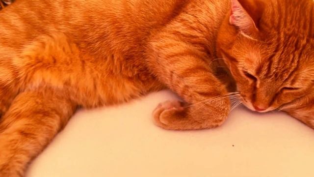 Кошки спят #333 смотреть онлайн