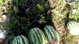 результат прививки арбуза на разные подвои.