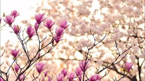 Tender May (Кирил Нефтерев) feat Alexander Pierce- Ласкавый Май cover