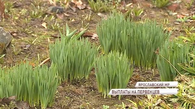 Родители Ярославской области будут получать ежемесячные пособия на первого ребенка в семье смотреть онлайн