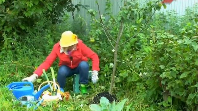 Сад. Серия 216. Яблоня. смотреть онлайн