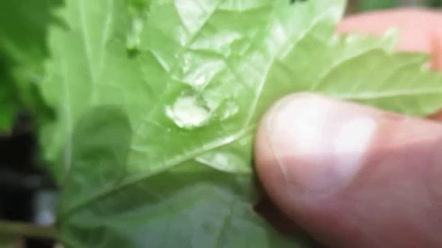 Паутинный клещ на винограде. Закалка саженцев.