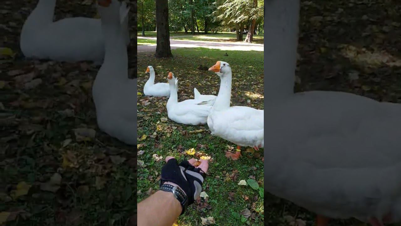 #гуси #природа #мирвокруг смотреть онлайн